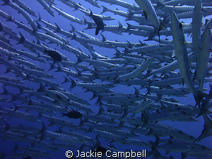 Barracuda Turn.
There really is something special about ... by Jackie Campbell 